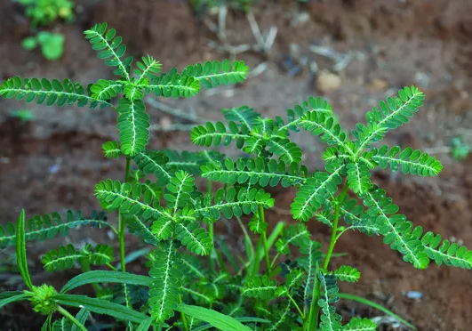 Phyllanthus amarus